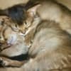 Sommali kitten available photo 4