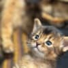 Sommali kitten available photo 1
