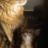 Sommali kitten available photo 5