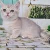 Munchkin Cat For Sale photo 1