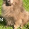 POMERANIAN BABIES LOOKING FOR MUMMY AND DADDY photo 2