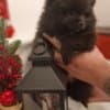 POMERANIAN BABIES LOOKING FOR MUMMY AND DADDY photo 1