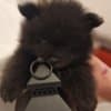 POMERANIAN BABIES LOOKING FOR MUMMY AND DADDY photo 5