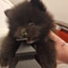 POMERANIAN BABIES LOOKING FOR MUMMY AND DADDY photo 6