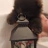 POMERANIAN BABIES LOOKING FOR MUMMY AND DADDY photo 7