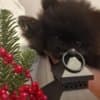 POMERANIAN BABIES LOOKING FOR MUMMY AND DADDY photo 10