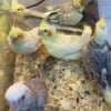 extremely Tamed Cockatiel ready for re home photo 1