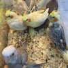 extremely Tamed Cockatiel ready for re home photo 2