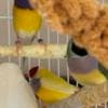 Gouldian Finches photo 1
