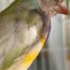 Gouldian Finches photo 3