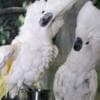 UMBRELLA COCKATOO PARROTS READY FOR NEW HOMES photo 1