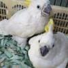 UMBRELLA COCKATOO PARROTS READY FOR NEW HOMES photo 2