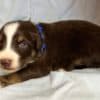 Australian Shepherd Puppies in Colorado photo 1