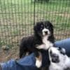 Australian Shepherd Puppies in Colorado photo 2