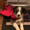 Australian Shepherd Puppies in Colorado photo 3