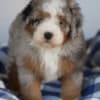 Mini Bernedoodle photo 1