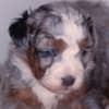 Mini Bernedoodle photo 4