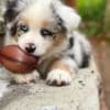 Australian Shepherd Puppies photo 2