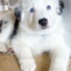 Australian Shepherd Puppies photo 3