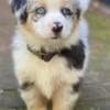 Australian Shepherd Puppies photo 4