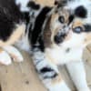 Australian Shepherd Puppies photo 5