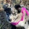 Australian Shepherd Puppies photo 6