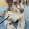 Australian Shepherd Puppies photo 7