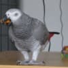 African Grey Parrots Available Family pets photo 2