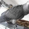 Gorgeous African Grey Birds family friend photo 3