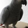 Gorgeous African Grey Birds family friend photo 4