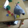 Gorgeous African Grey Birds family friend photo 5