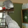 Gorgeous African Grey Birds family friend photo 2