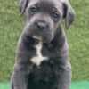 Healthy AKC Reg. Cane Corso Italiano Puppies photo 1