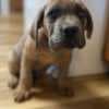 Healthy AKC Reg. Cane Corso Italiano Puppies photo 3