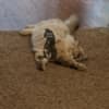 Ragdoll kittens photo 1