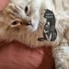 Ragdoll kittens photo 2
