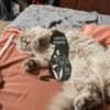 Ragdoll kittens photo 3
