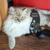 Ragdoll kittens photo 5