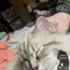 Ragdoll kittens photo 6