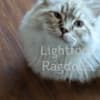 Ragdoll kittens photo 7