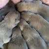Cane Corso Puppies For Sale photo 4