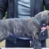 Cane Corso Puppies For Sale photo 1