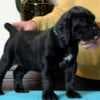 Cane Corso Puppies For Sale photo 2