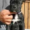Cane Corso Puppies For Sale photo 3