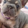 Beautiful litter of French bulldogs carrying testable photo 1