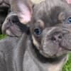 Beautiful litter of French bulldogs carrying testable photo 2