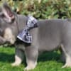 Beautiful litter of French bulldogs carrying testable photo 3