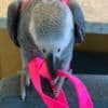 Fully Weaned African Grey Parrots  for Christmas photo 3
