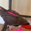 Fully Weaned African Grey Parrots  for Christmas photo 4