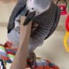 Fully Weaned African Grey Parrots  for Christmas photo 1